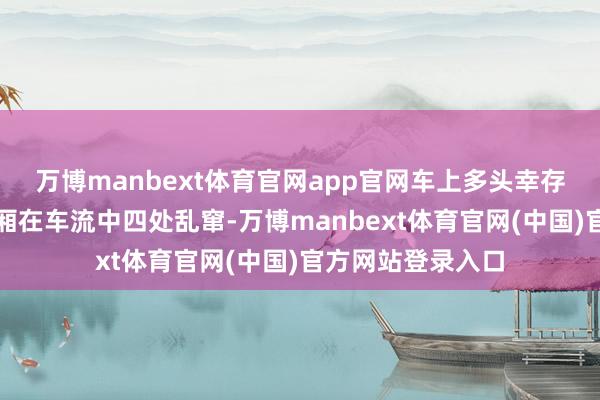 万博manbext体育官网app官网车上多头幸存活牛受惊逃出车厢在车流中四处乱窜-万博manbext体育官网(中国)官方网站登录入口